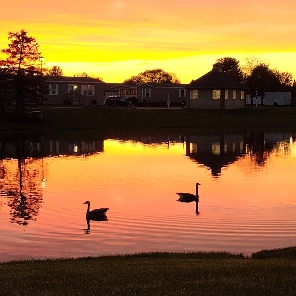 Two geese swim on a calm lake at sunset, with vibrant orange sky and houses reflected in the water.